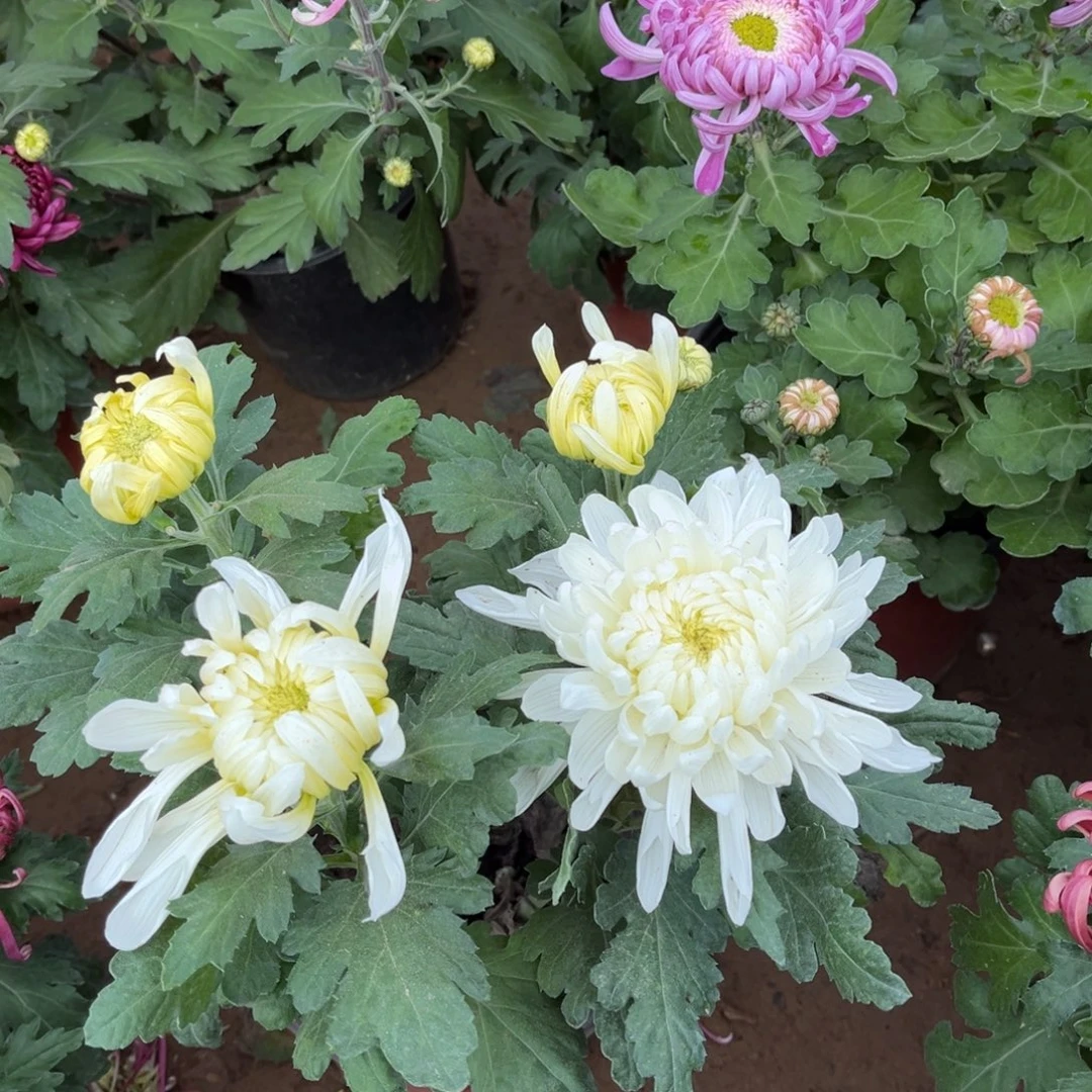 完全开放白色原盆发