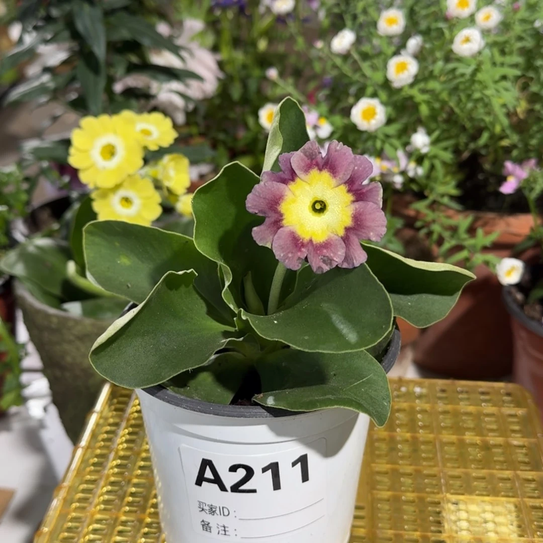 一物一拍耳叶报春A211