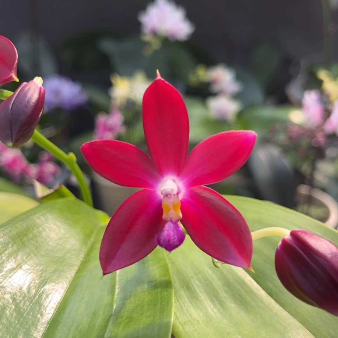 完全开放3寸111111开花株