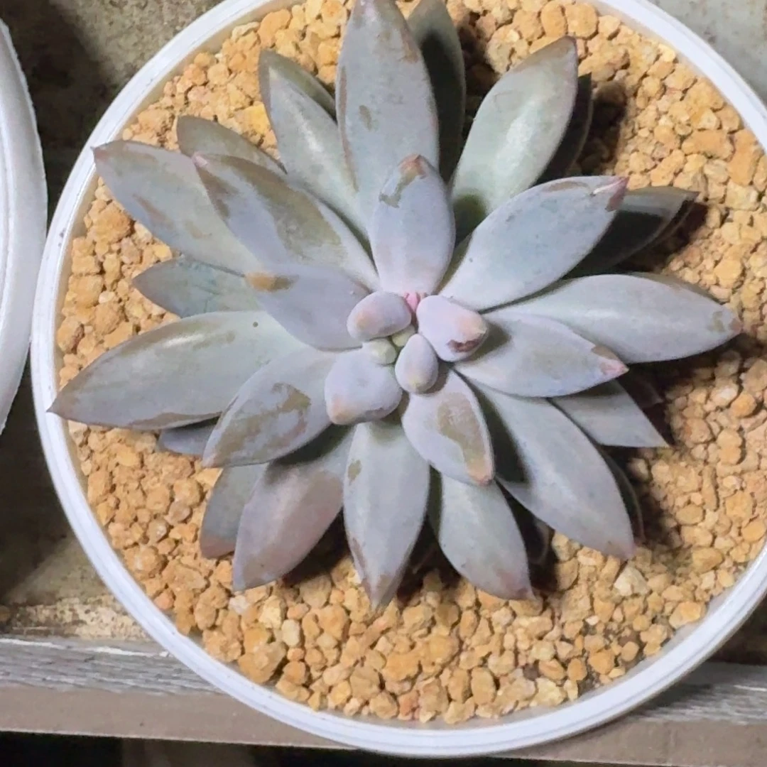 焦糖体 哥特 单头 一物一拍