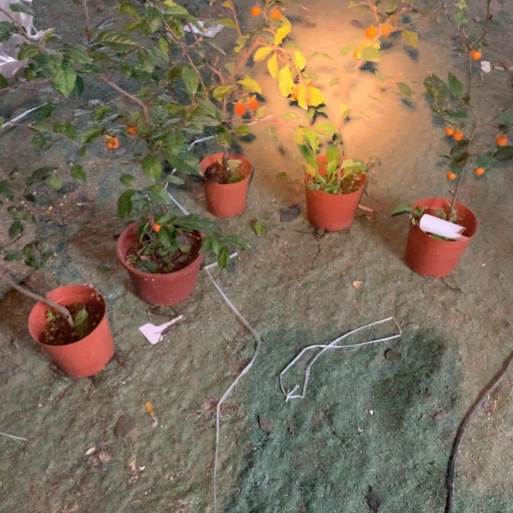 完全开放天王之王嫁接苗88:88