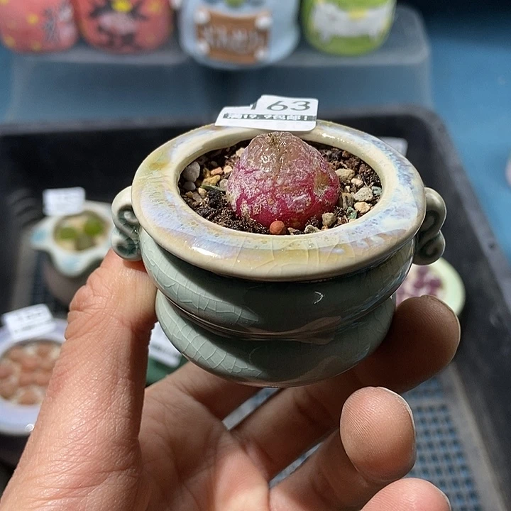 163大舅生石灰尘埃