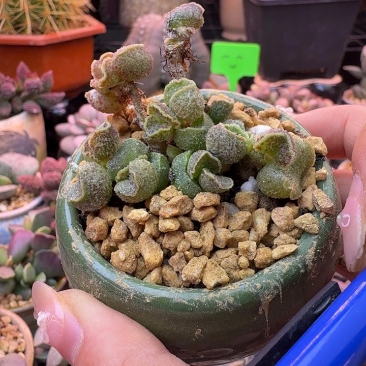 愛***屋我也不知道怎么办啊