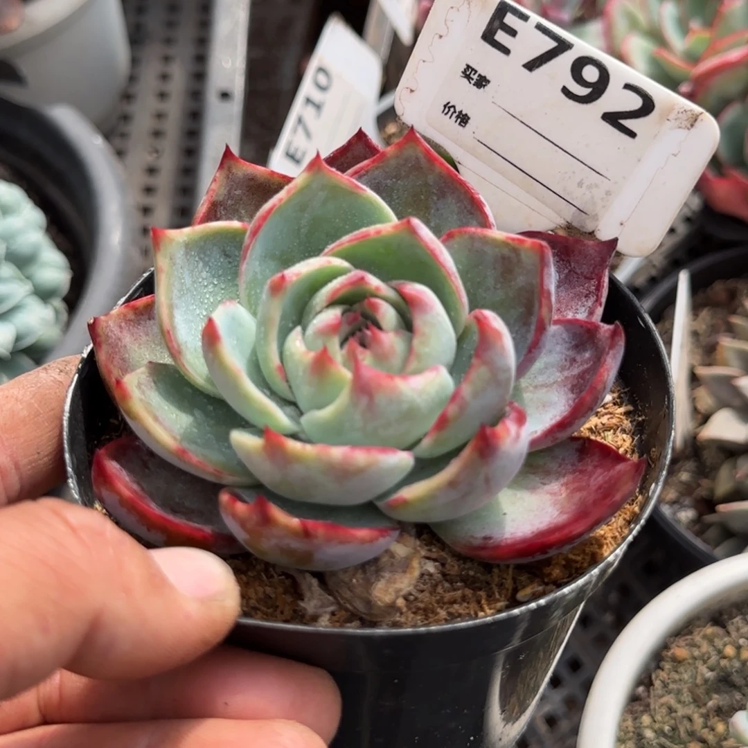 惊鸿一物一拍包装收缩花旱792