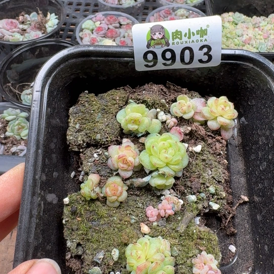 丁***霞多肉植物多肉植物