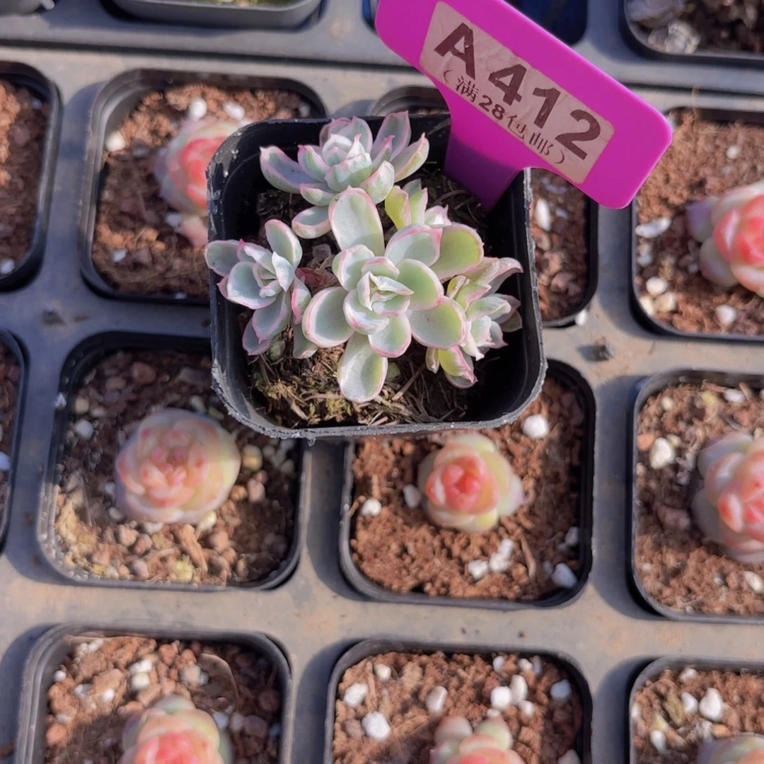 A412伯克利锦一物语拍