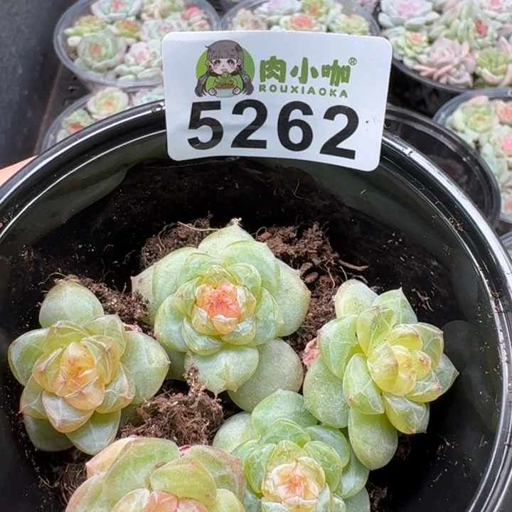 多肉植物多肉植物