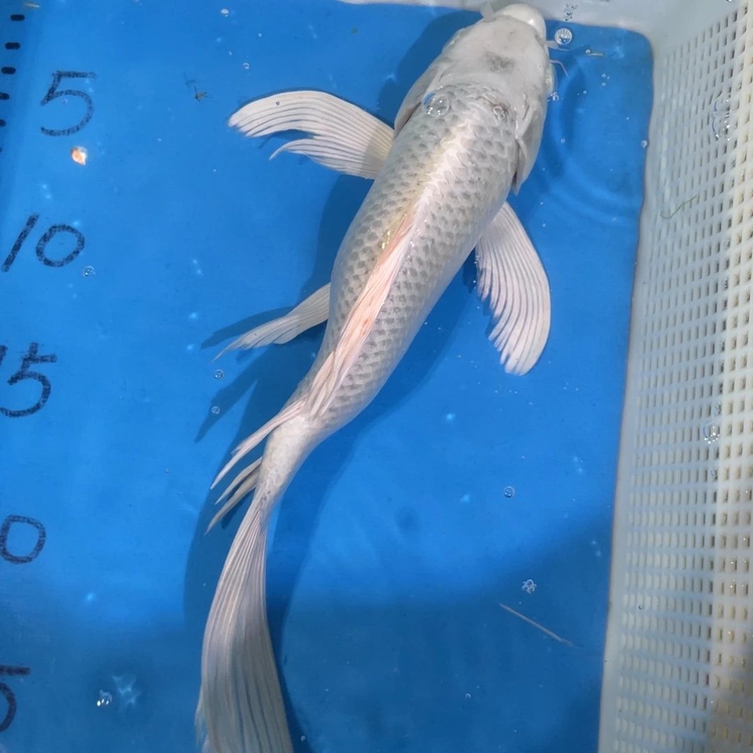 蝴蝶鲤蝴蝶鲤鱼包邮蝴蝶