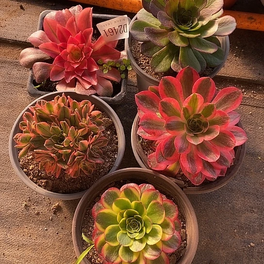 2461法师多肉5颗一组