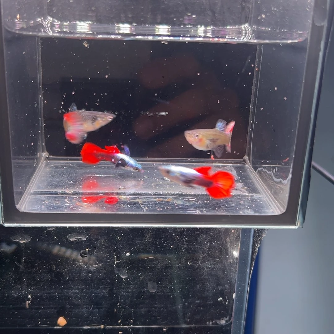 海水鱼白金象耳孔雀鱼
