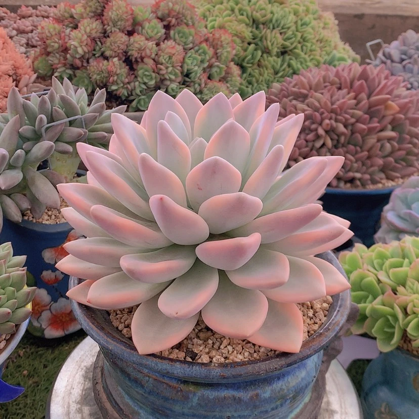 【闪购商品】彩虹奥普琳娜锦