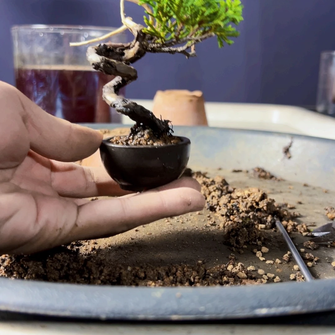 阿***乐无花朵盆景111111111111