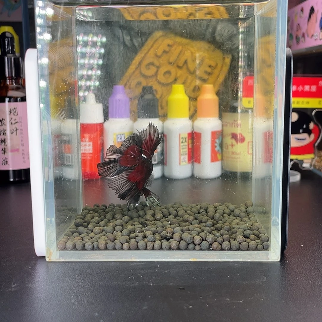 斗鱼63号102早hmpk