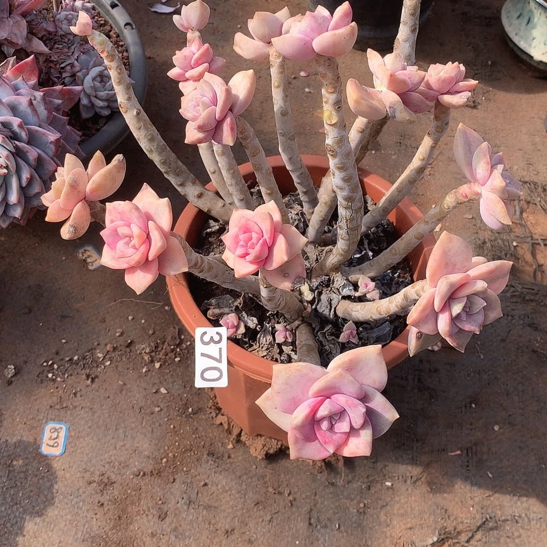 370 一物一拍多肉！