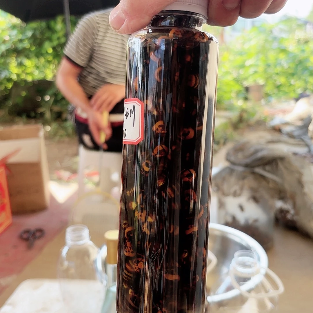 金环虎头蜂大蜂直播现泡的福利指定100只