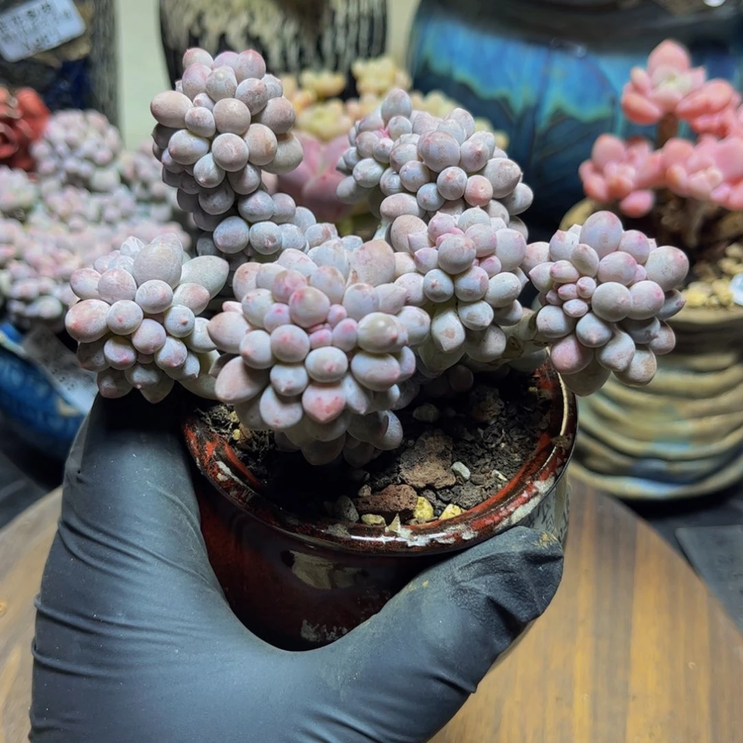 447香水手指奶酪12厘米多肉