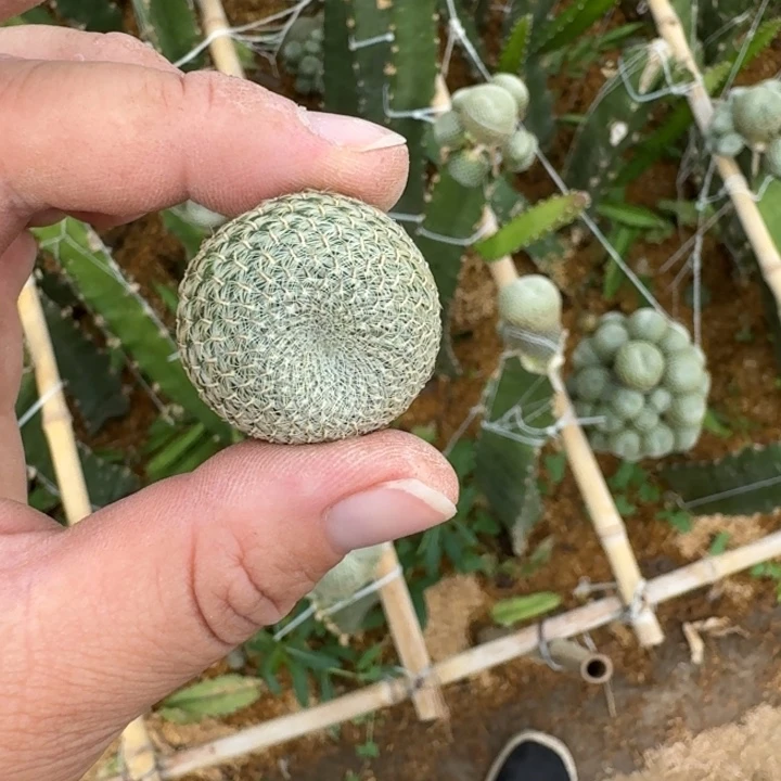 353黄勾宝无根侧牙2公分左右2个,20包邮