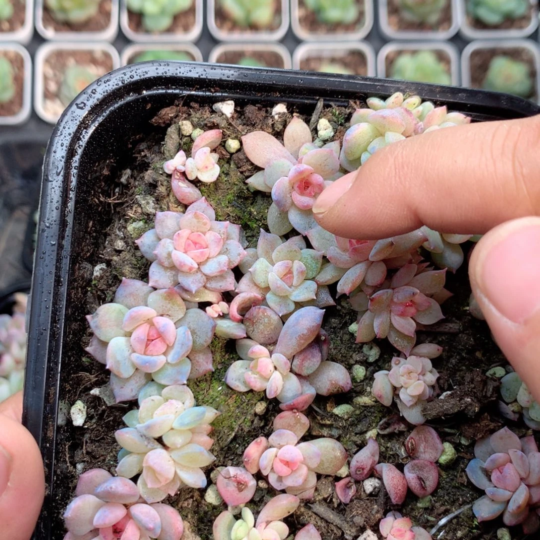 无花朵S193英语英语