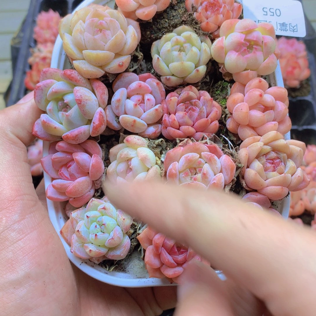 我要去看你了啊我的055