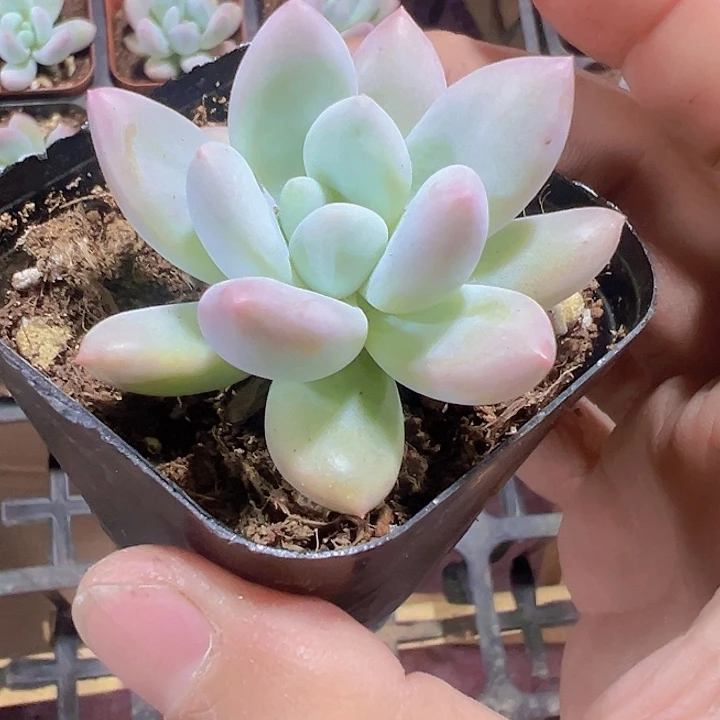 香水精品多肉植物