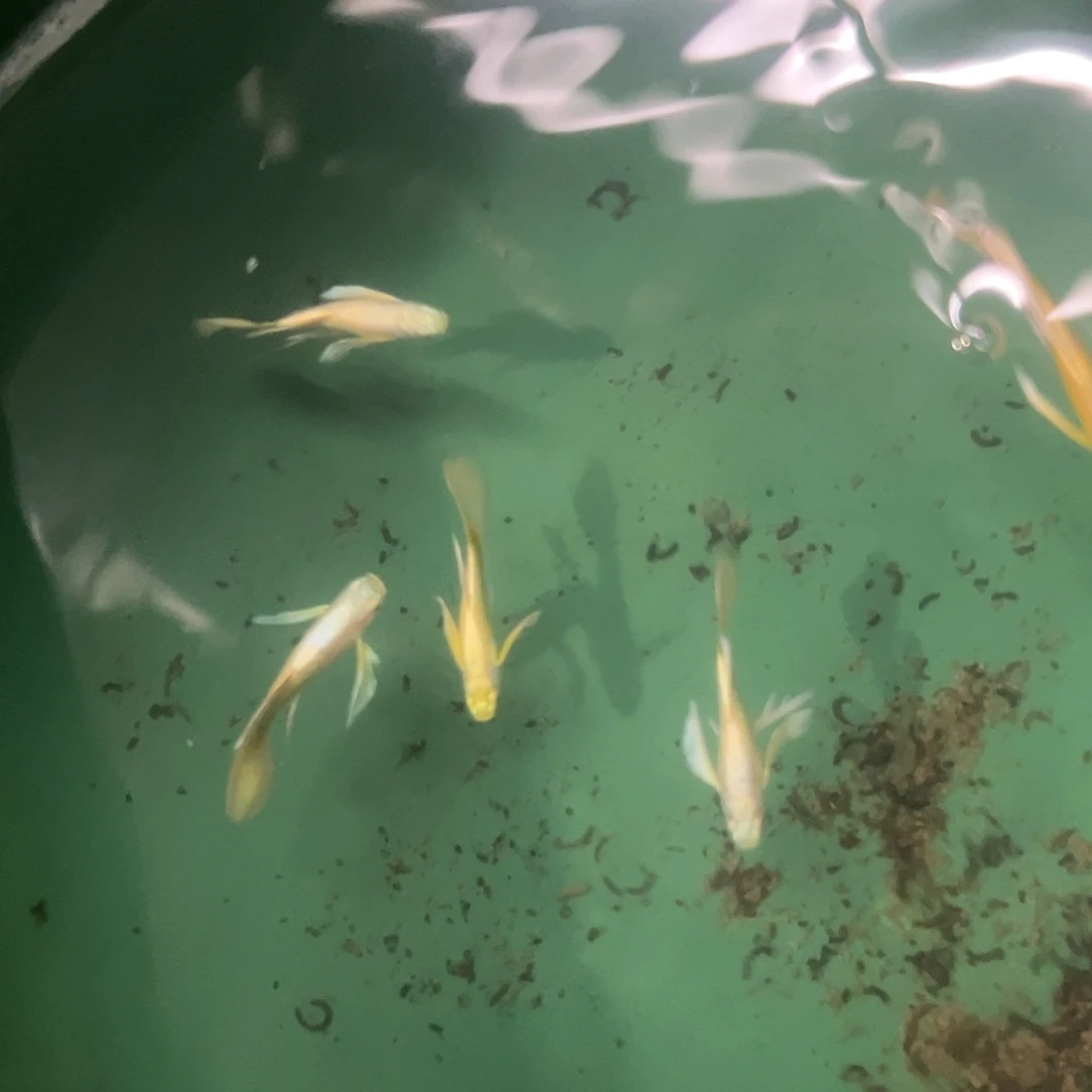 孔雀鱼满鳞黄金长公4送1（5条）