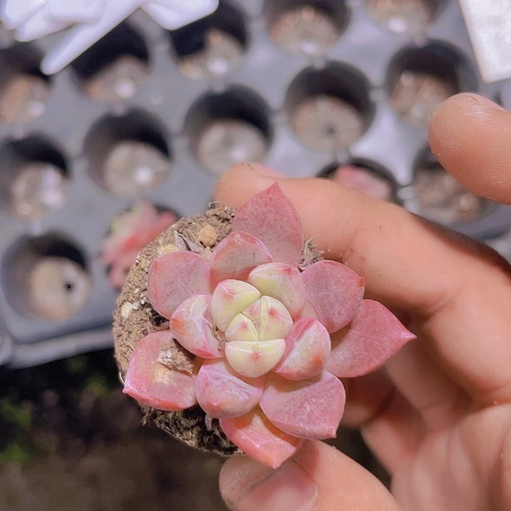 雪燕【满10颗包邮】