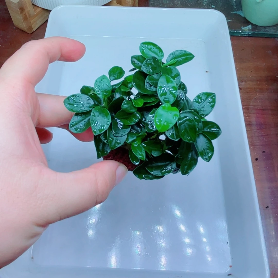 T***'美小呆哇塞套餐一份