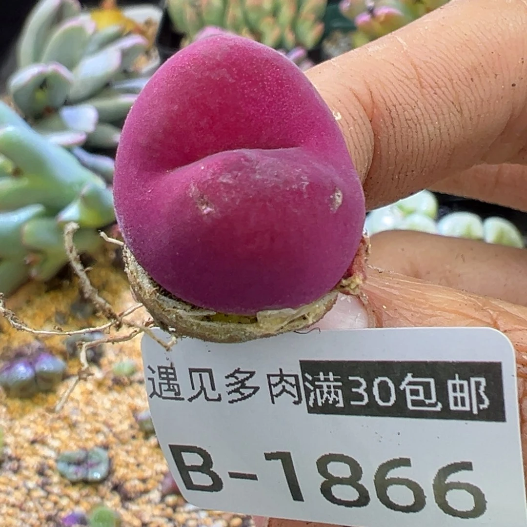 多肉植物11111111111111