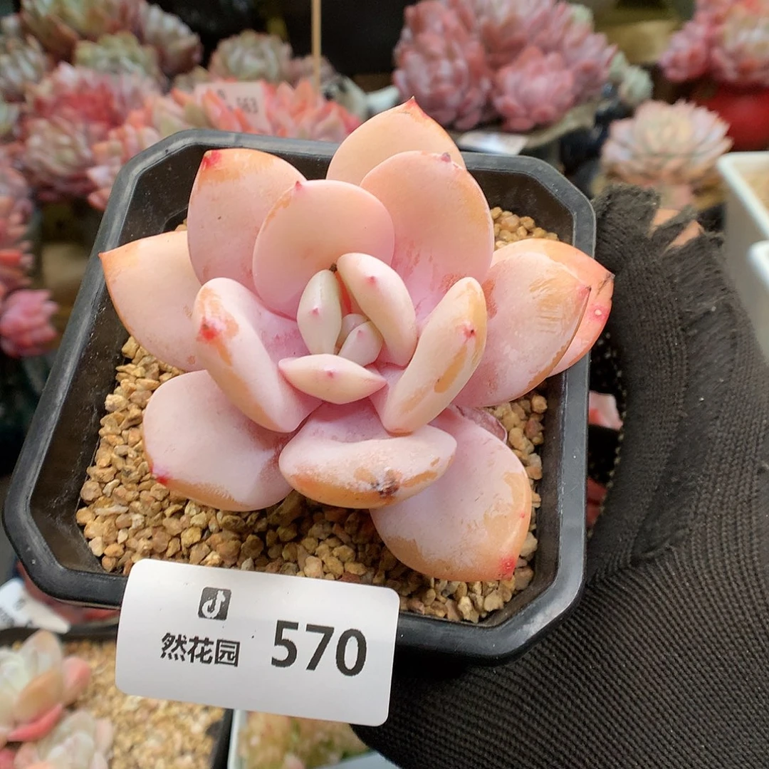 570奶茶多肉植物666