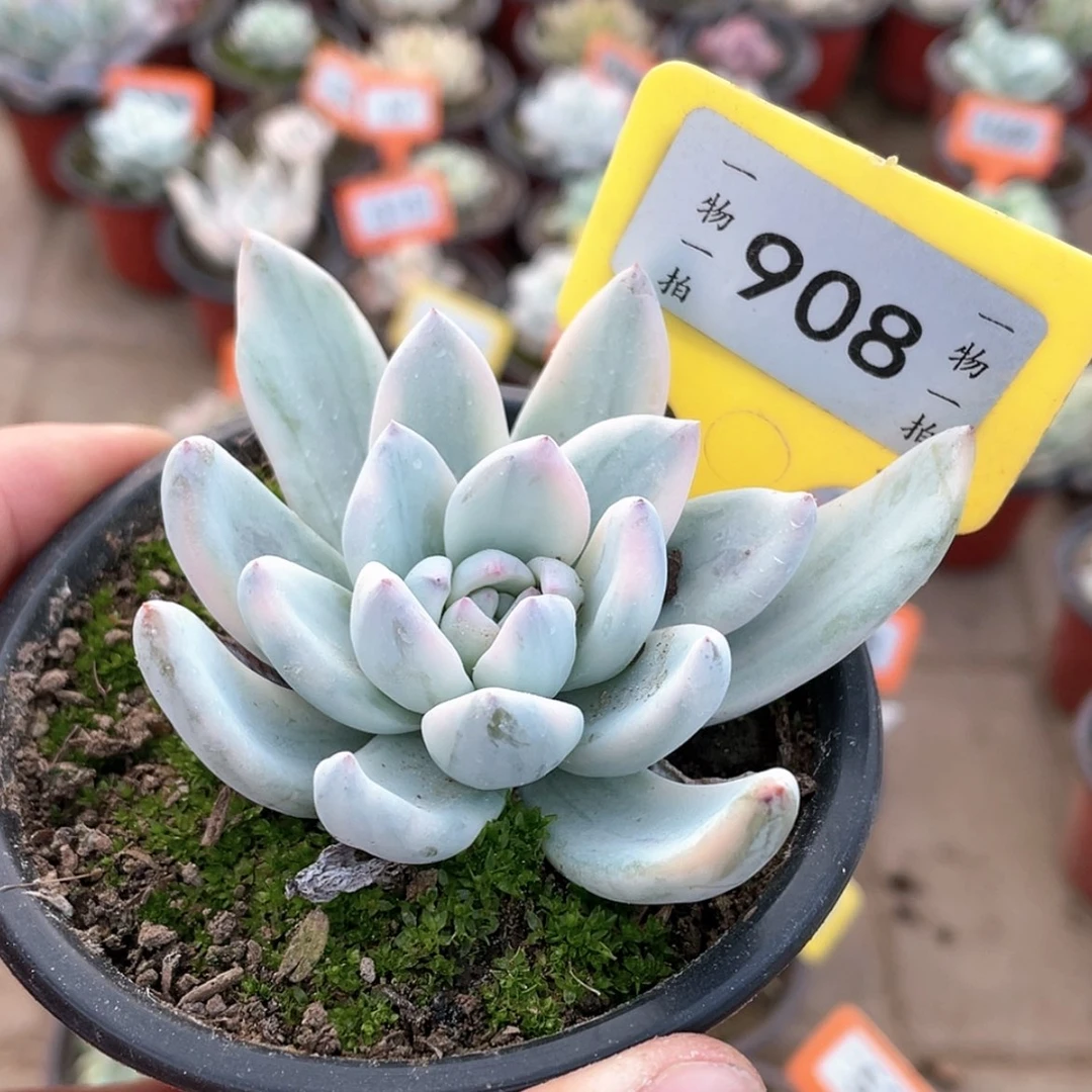 【闪购商品】908号