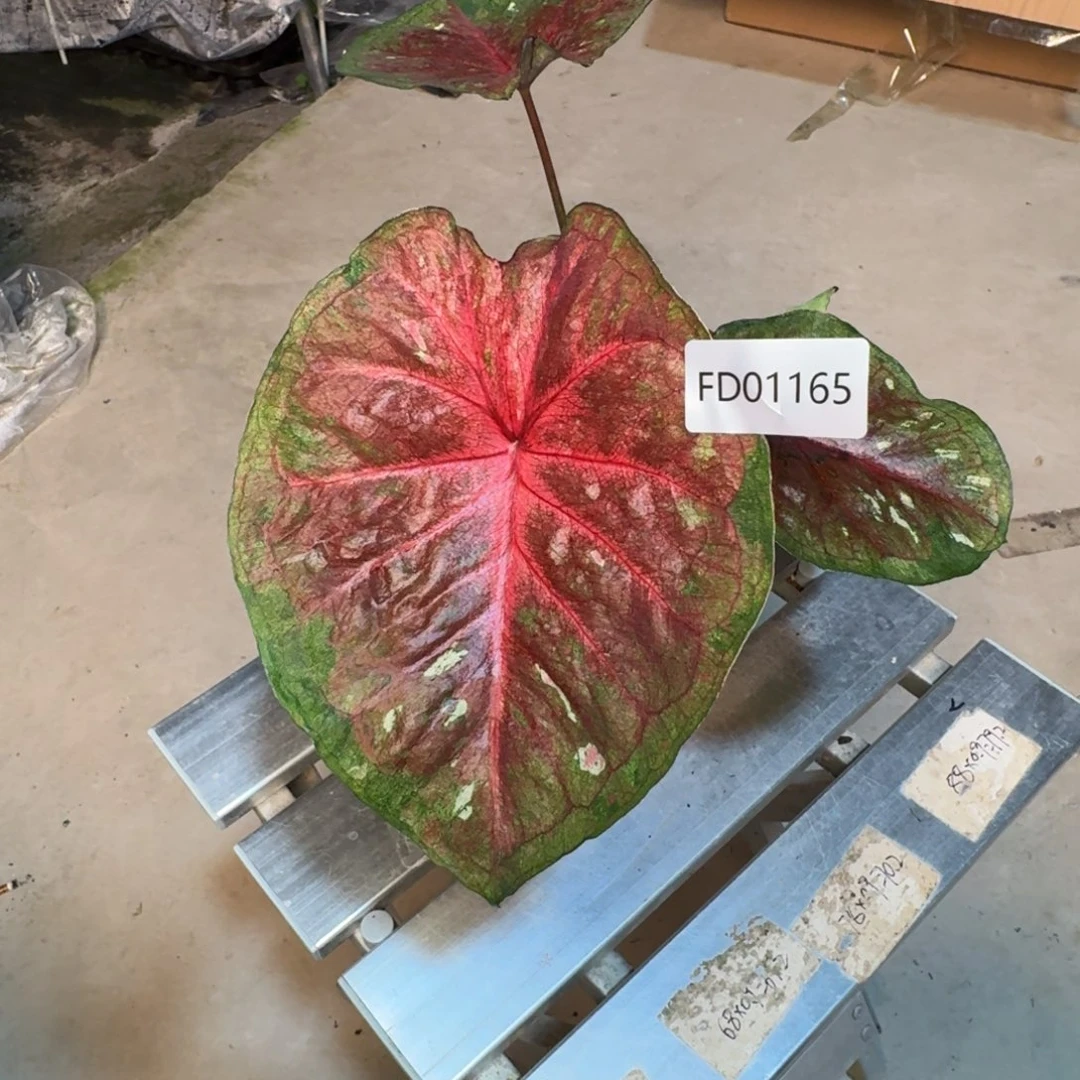 无花朵海王寄养01165