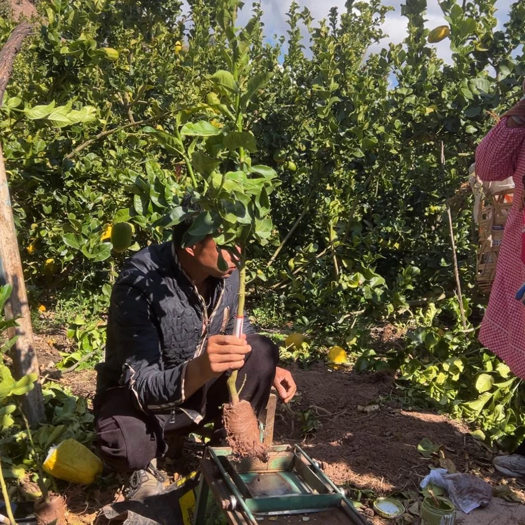 用***5当前无花朵，栽培后可花朵8819号