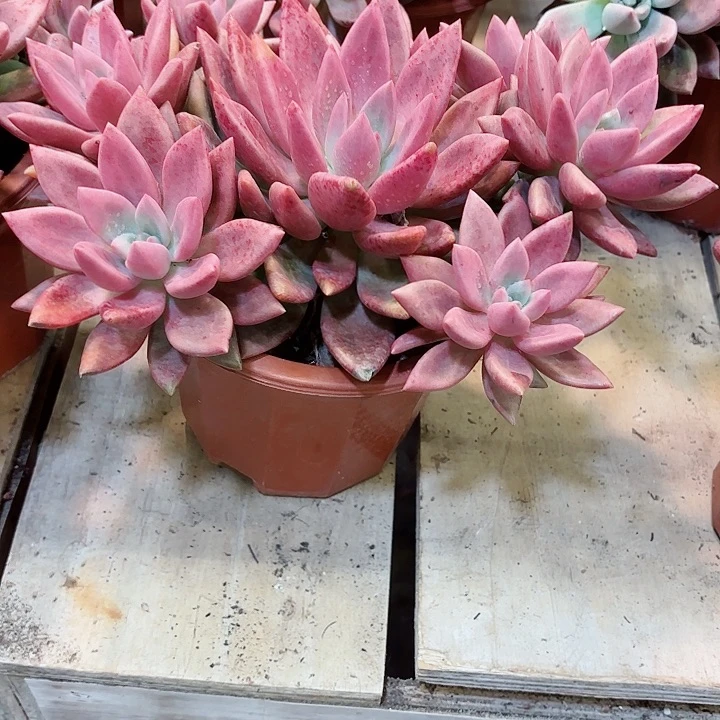 米****桃花源一物一拍2号