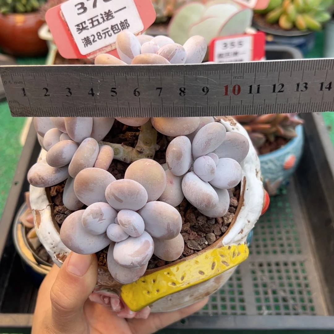 表妹精品多肉植物378.
