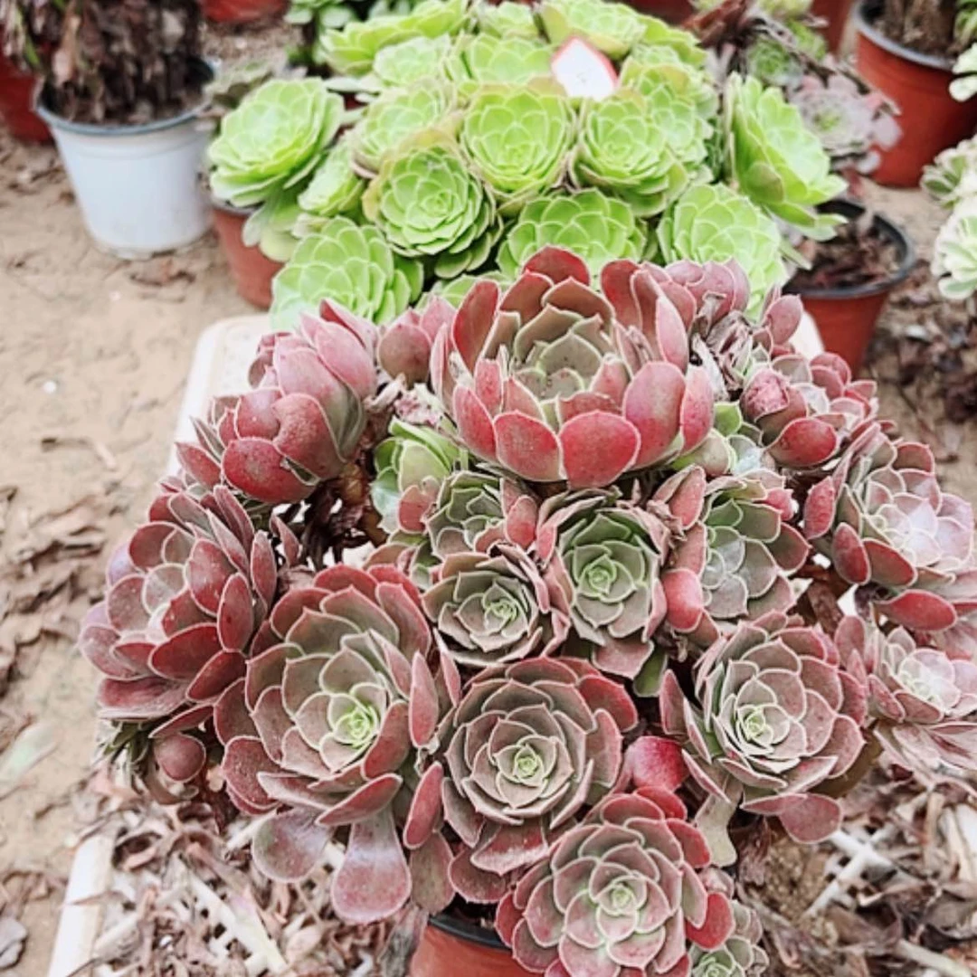 【闪购商品】无花朵钱****士4号套餐2颗多肉植物