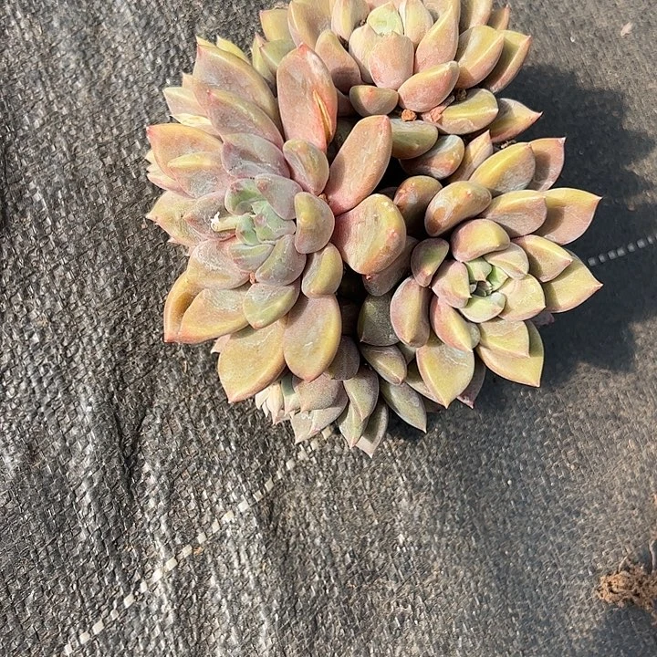 【闪购商品】象牙手捧
