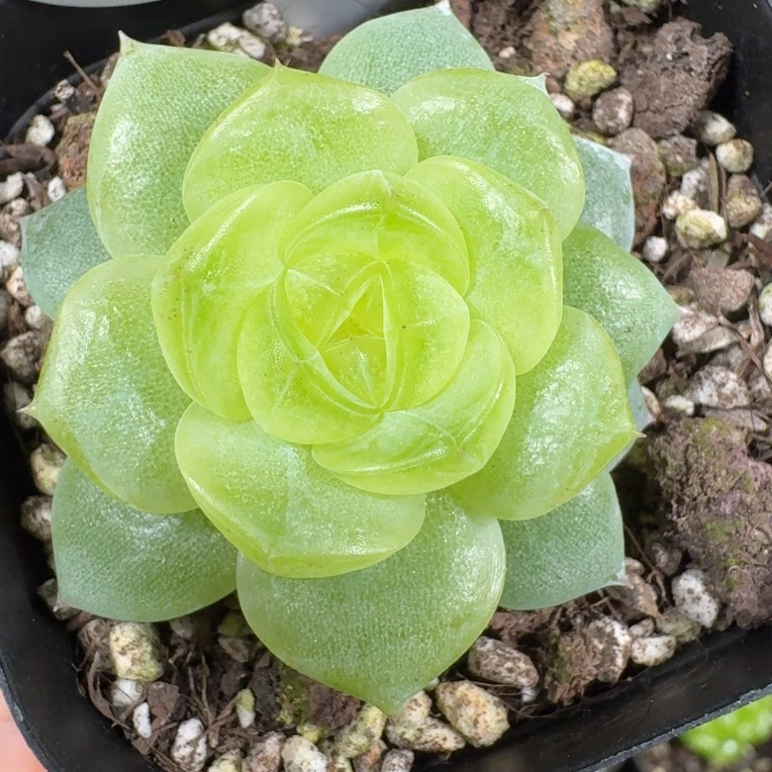 0915-36-3013单头一颗