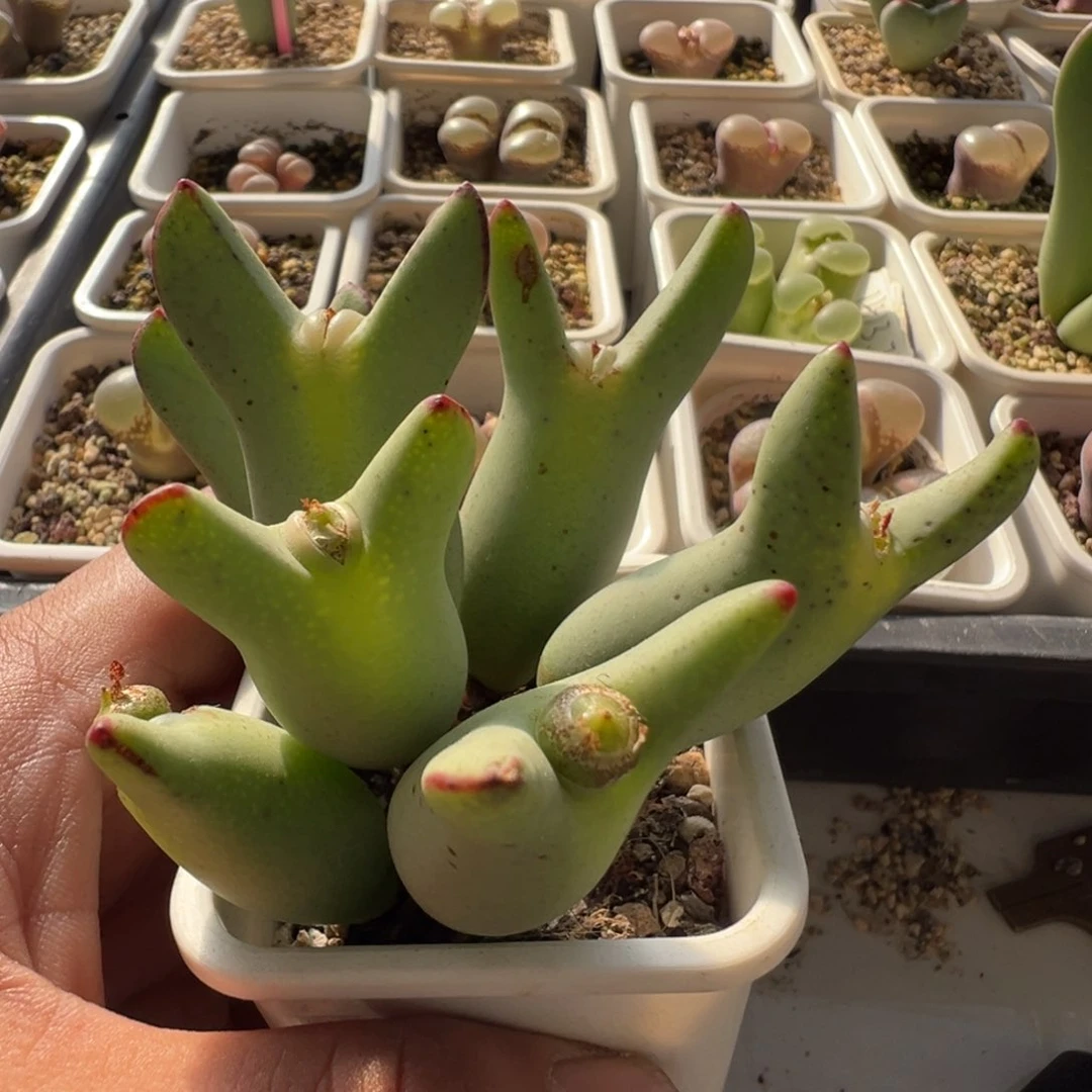 无花朵实生少将5