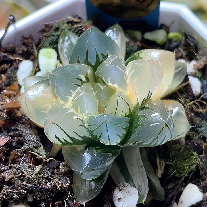 936北极之光锦特选福利