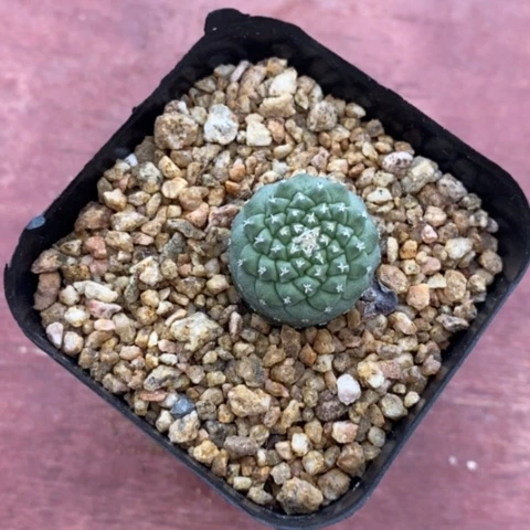 实生菊水2仙人球