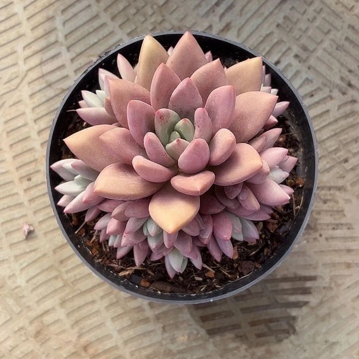 桃花源手捧花无砍整桩