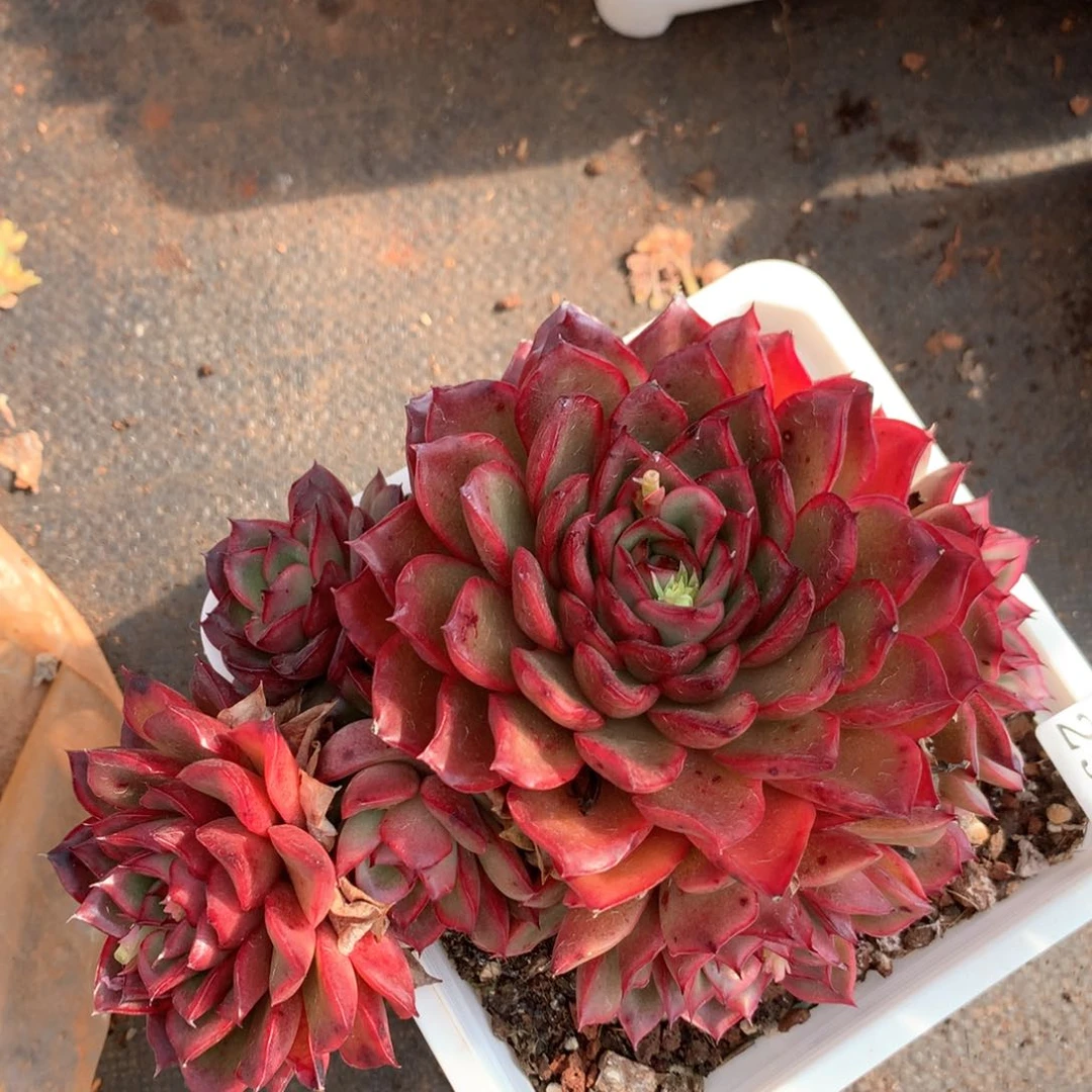 2968杂交多肉植物