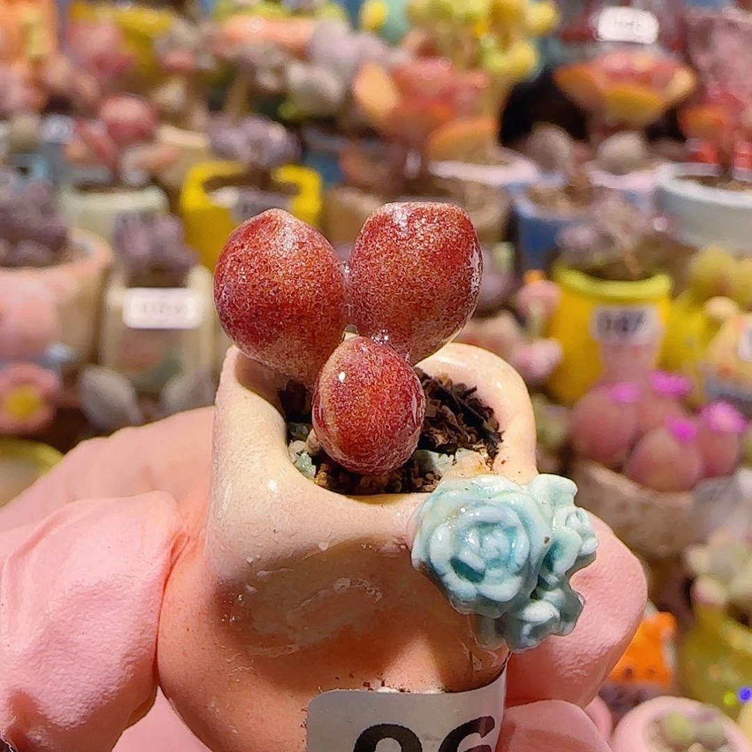 T鼓槌红泡泡盆口1.5cm