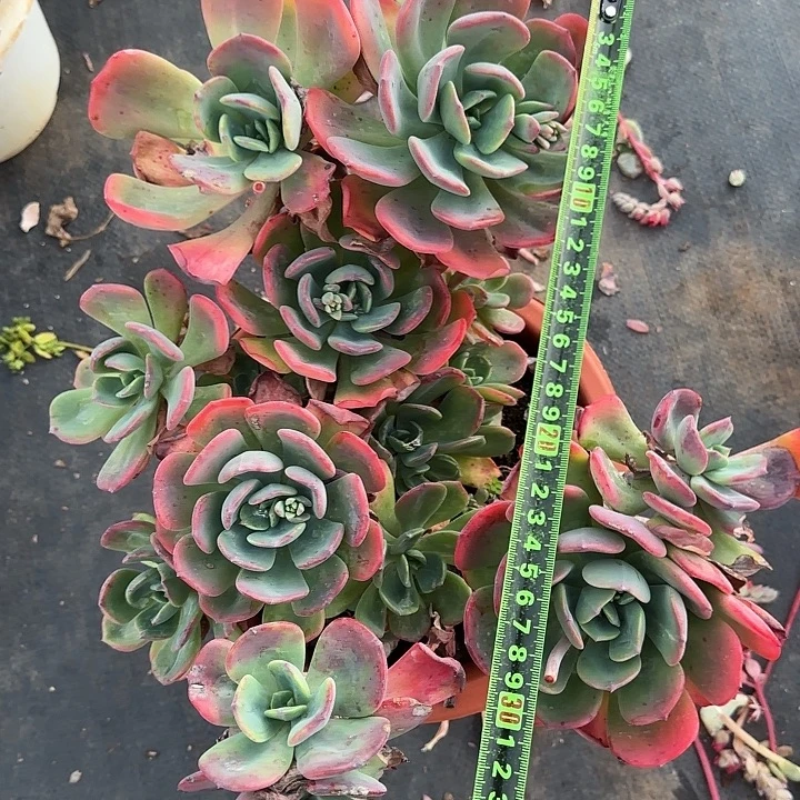 夕雾004 多肉植物一物一拍