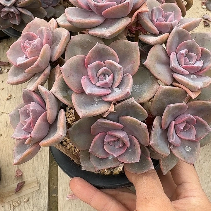 彩虹糖多肉植物的生长