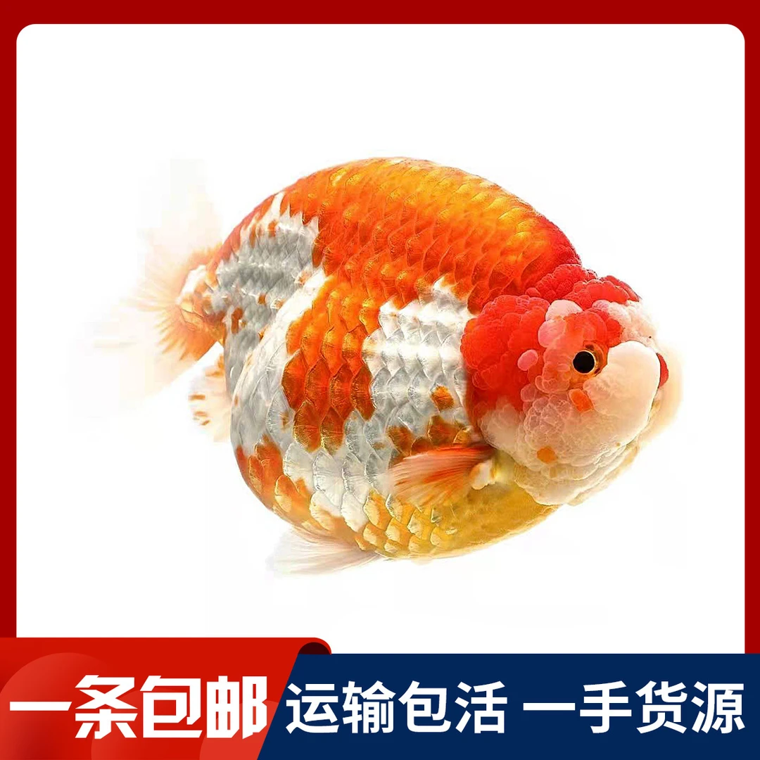 【渔场直发】直播间单拍链接精品兰寿/玛丽/泰狮