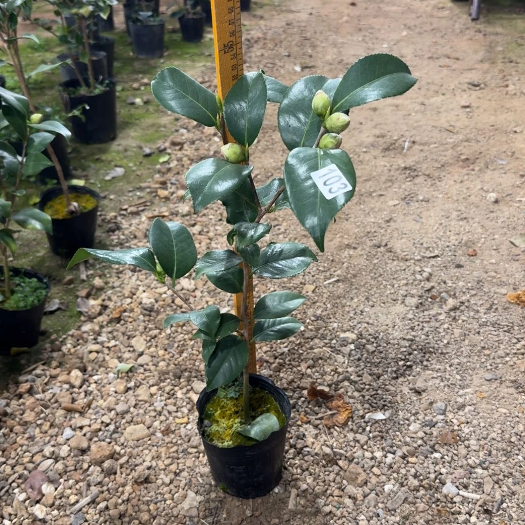 少量花朵（建议范围：2朵-5朵 或40%以下）103帕克雷欧