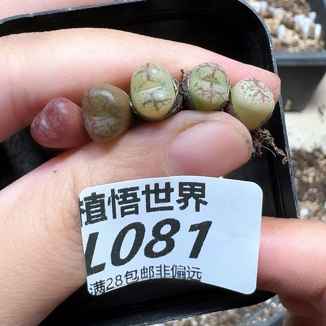多肉植物的润泽地方b