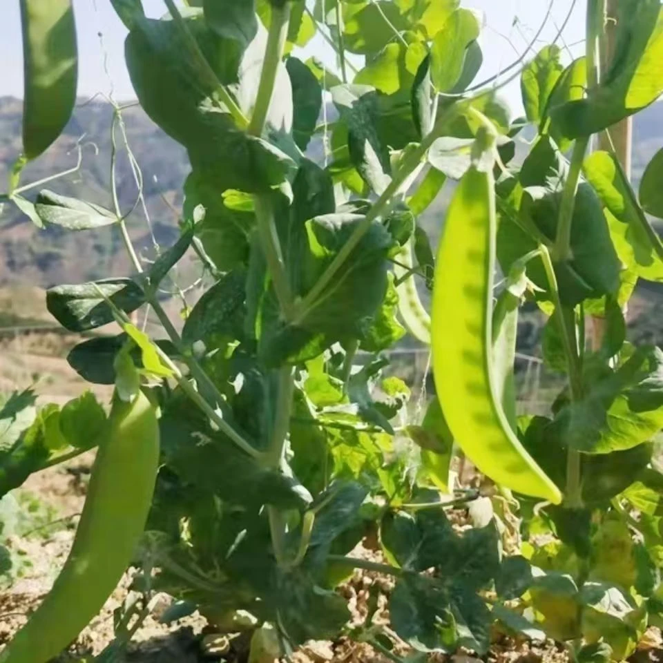 小刘云滇甄选-豌豆