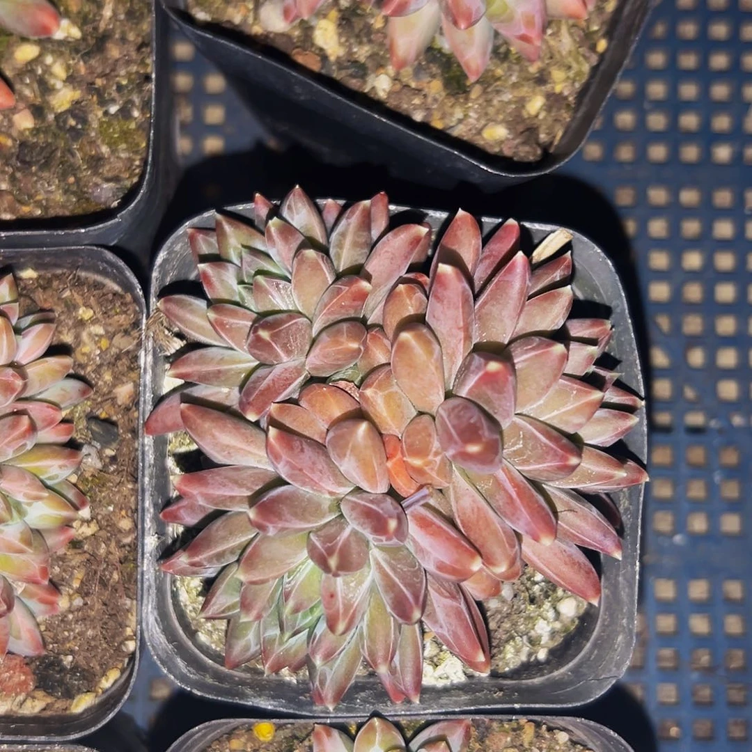 桔云多肉美人精品系列